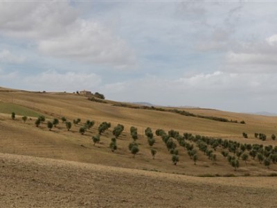 Tuscan Countryside II